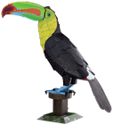 Picture of Keel-billed Toucan